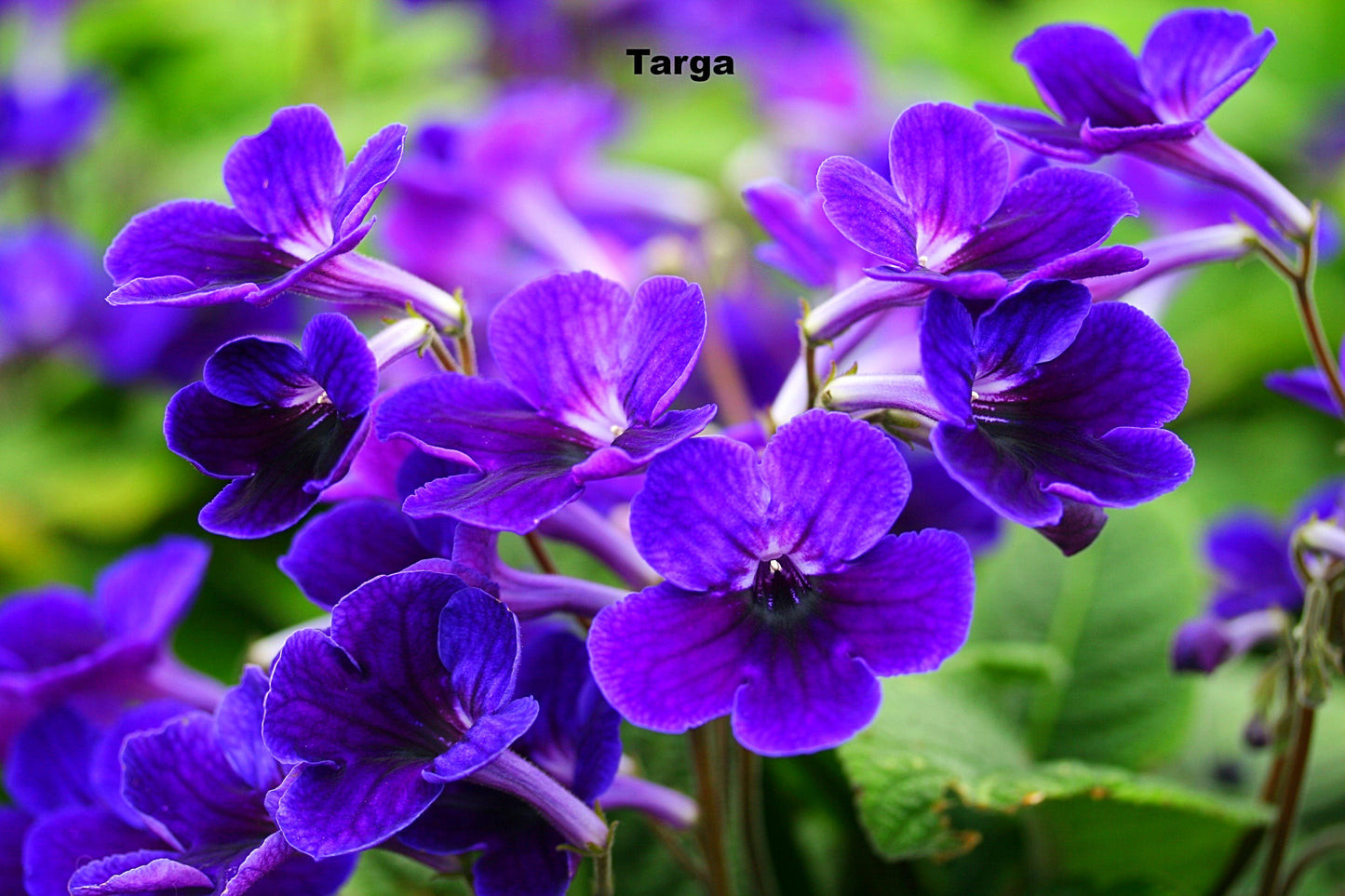 Streptocarpus Fleischle Collection A & B - Dibleys