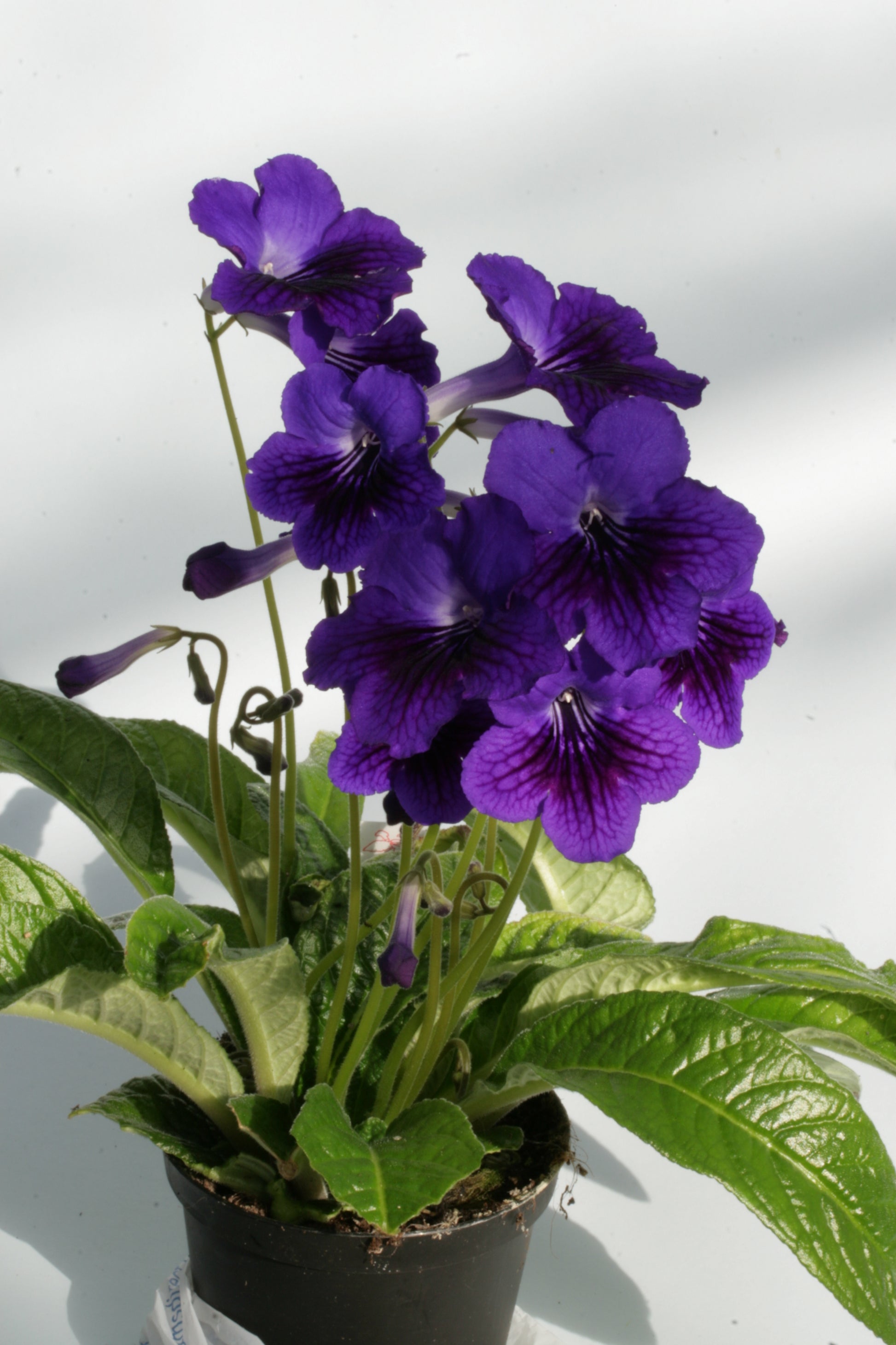Streptocarpus Teleri - Dibleys