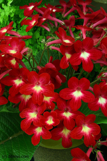 Streptocarpus Texas Hot Chili - Dibleys