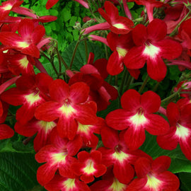 Streptocarpus Texas Hot Chili
