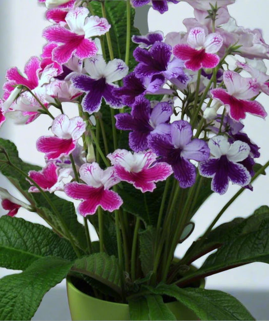 Streptocarpus Three Sisters - Dibleys