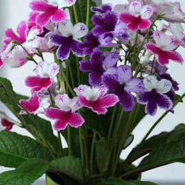 Streptocarpus Three Sisters