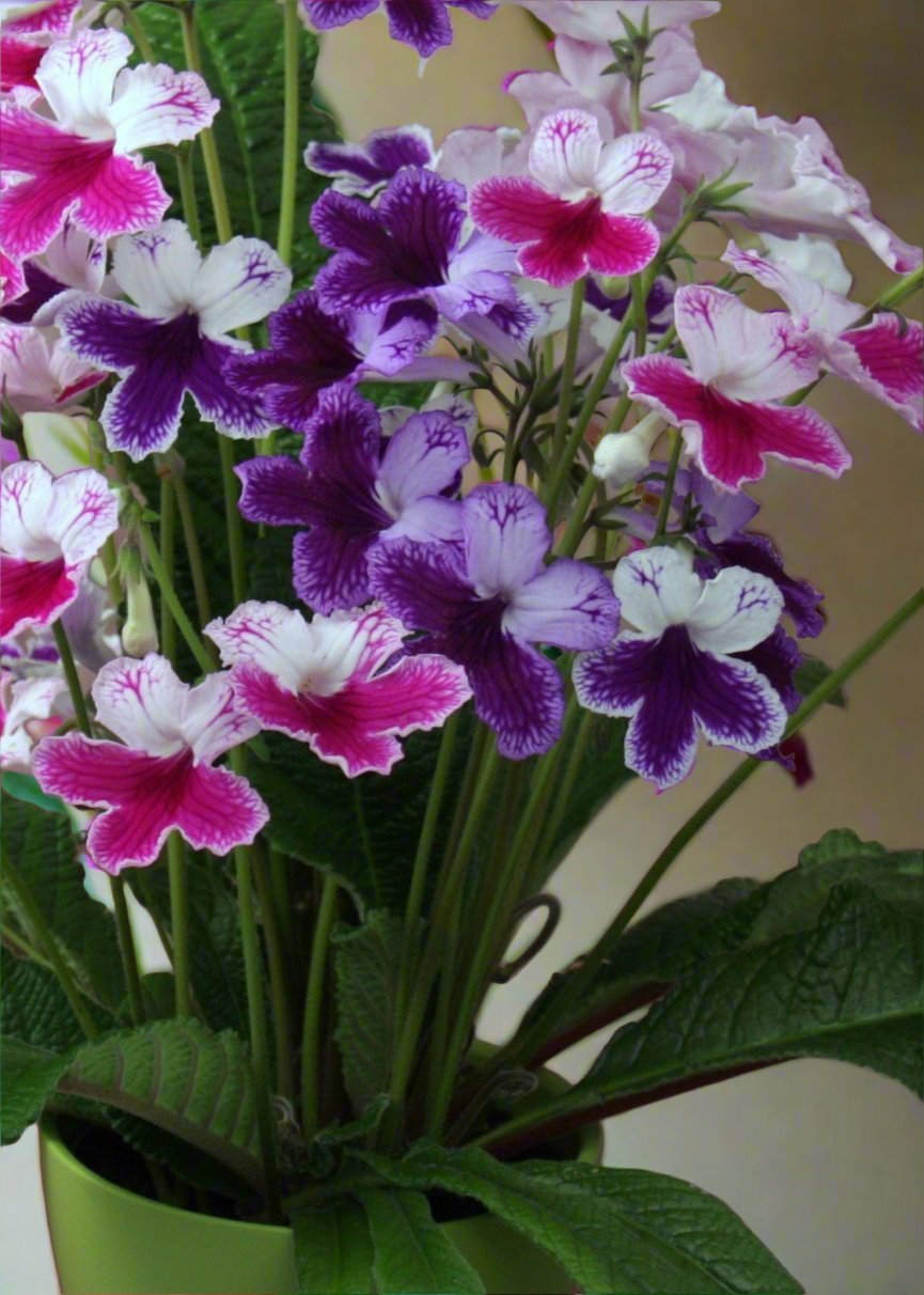 Streptocarpus Three Sisters - Dibleys