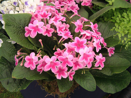 Streptocarpus Tina - Dibleys