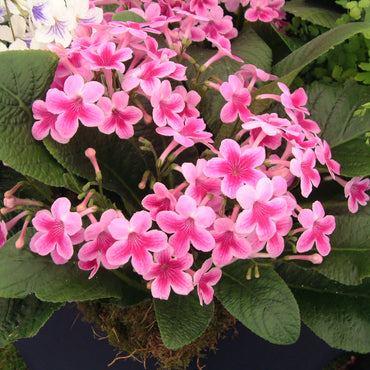 Streptocarpus Tina