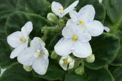 Saintpaulia Tina's April Fantasy - Dibleys