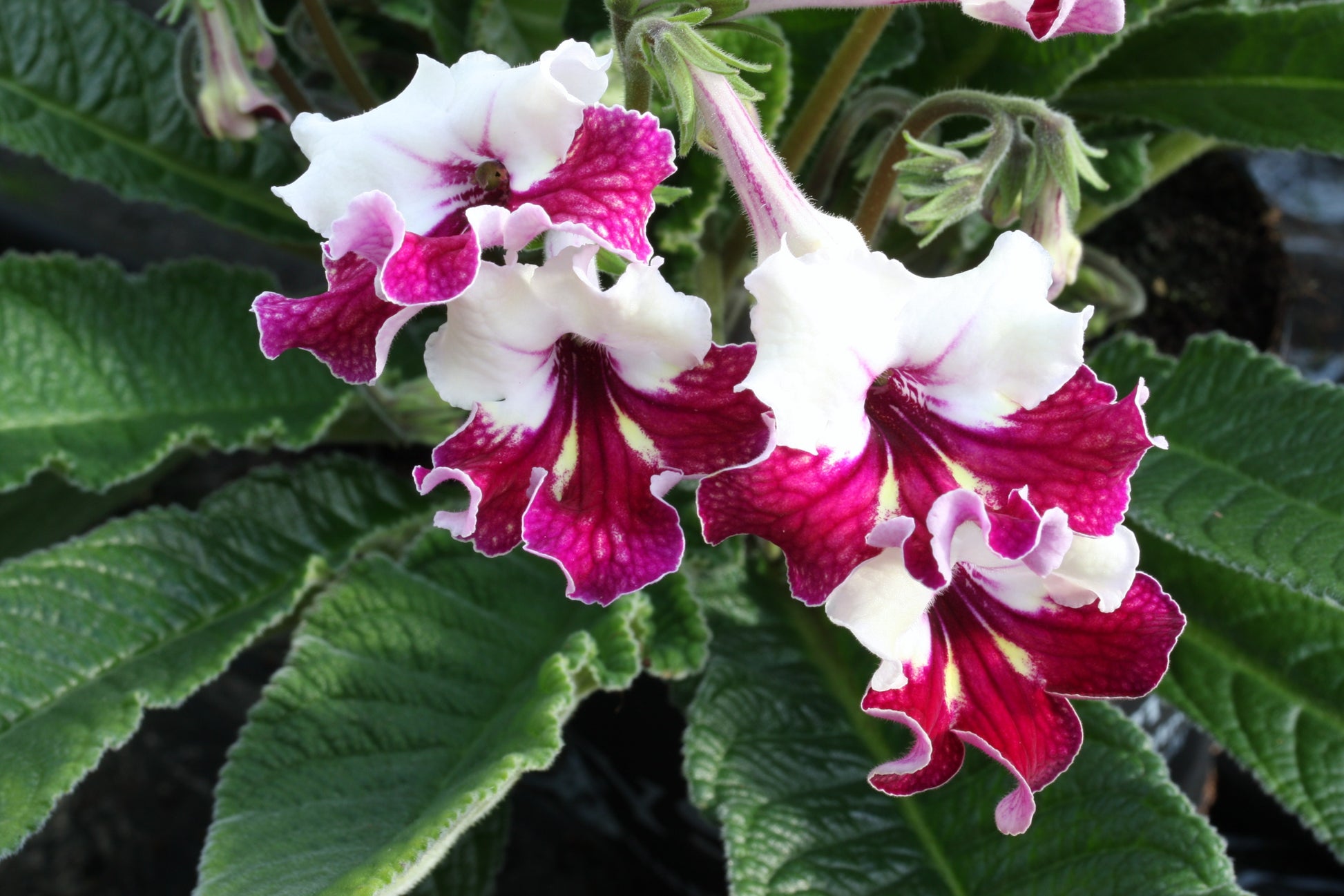 A Collection of Streptocarpus (our selection) - Dibleys