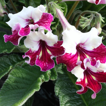 Streptocarpus Titania
