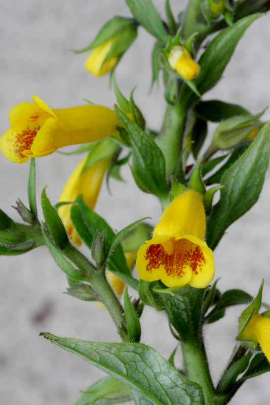 Titanotrichum oldhamii