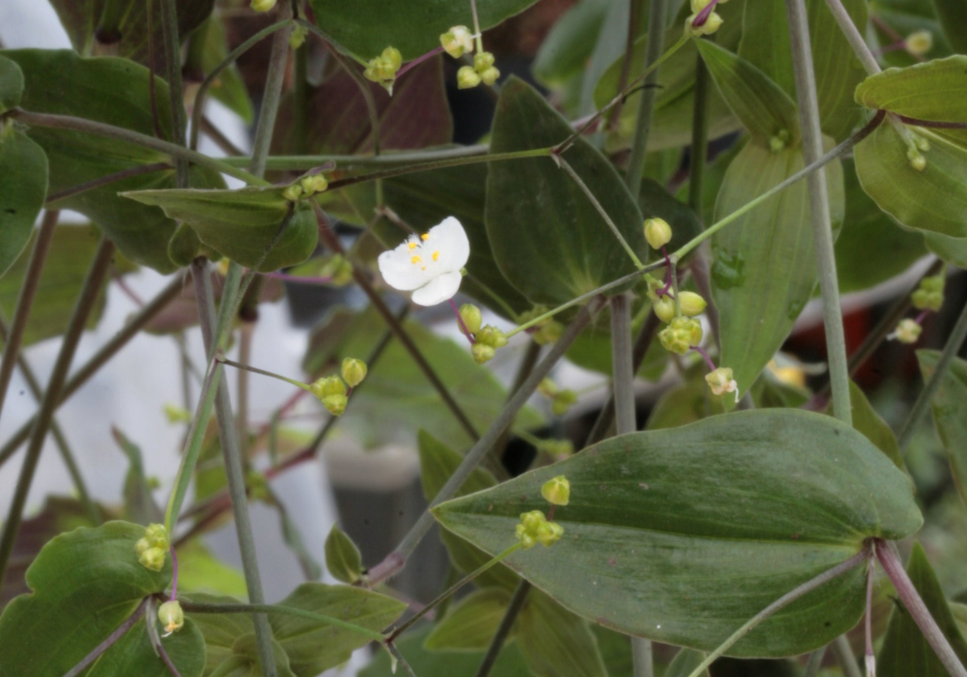 Bridal Veil - Dibleys