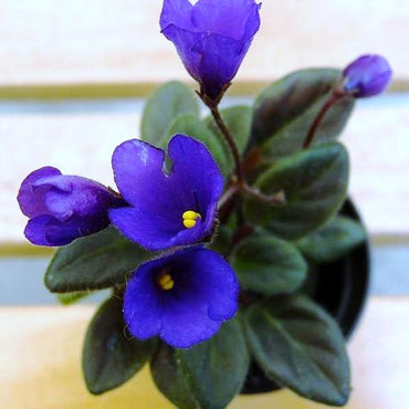 Saintpaulia Vallarta Campanas Moradas