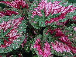 Begonia Vesuvius