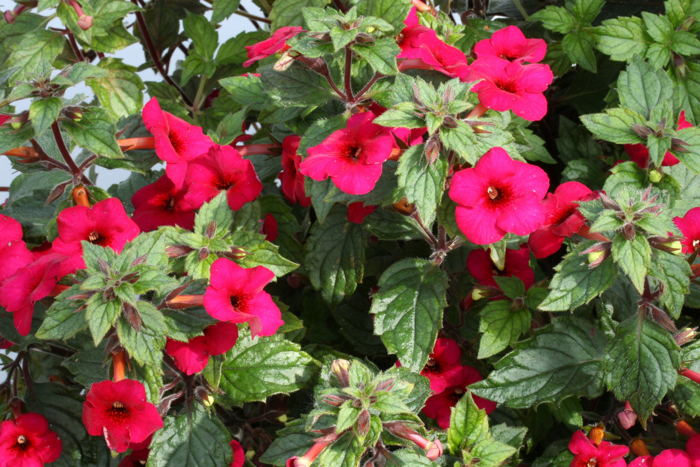 Achimenes Weinrot Elfe - Dibleys