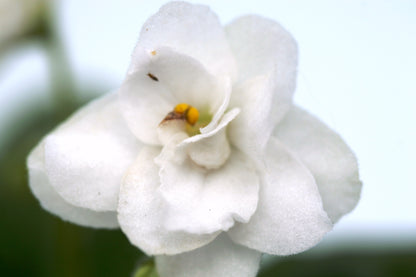 White Madonna - Dibleys
