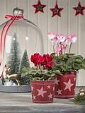 Stylish Planter/Cover pots - Patterned - Christmas Star - 11cm