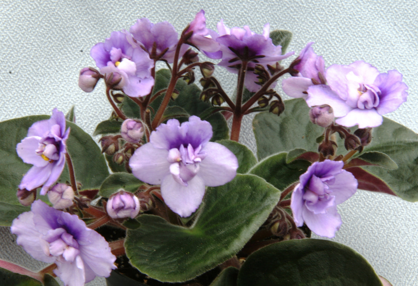 Saintpaulia Wisteria - Dibleys