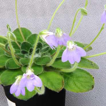 Petrocosmea Yuki No Sei