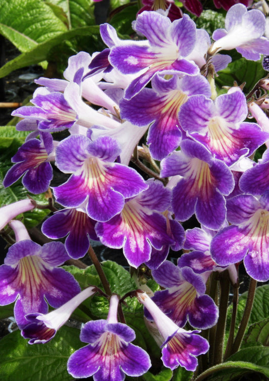 Streptocarpus Zoe - Dibleys