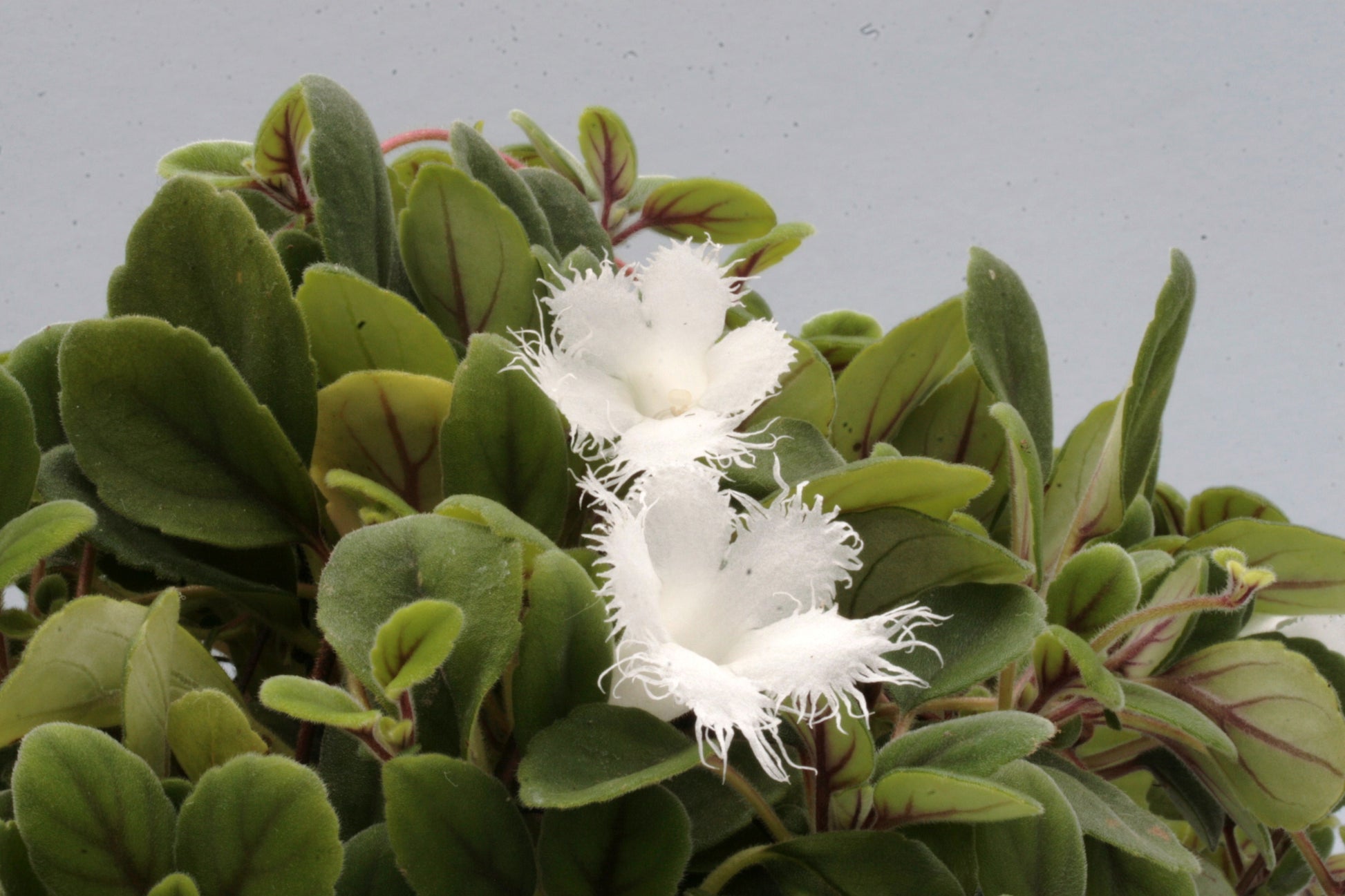 Alsobia dianthiflora - Dibleys