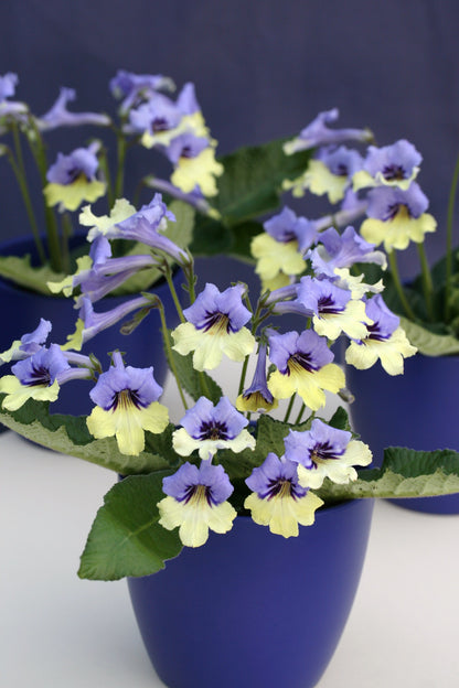 Streptocarpus Harlequin Blue - RHS Plant of the Decade - Dibleys