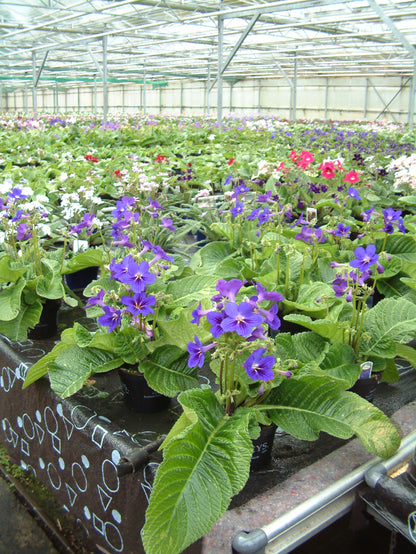 A Collection of Streptocarpus (our selection)
