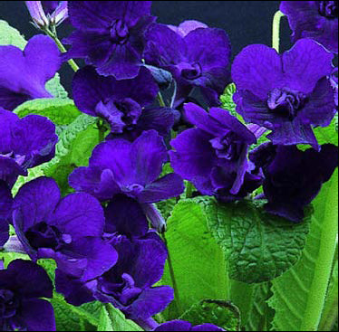 Streptocarpus Anne - Dibleys