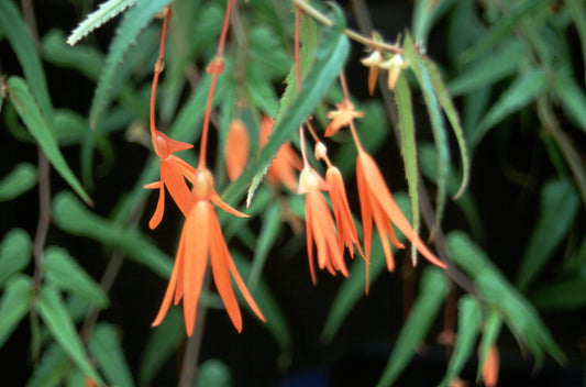 boliviensis Firecracker' - Dibleys