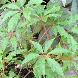 Begonia carolineifolia