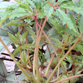 Begonia carolineifolia