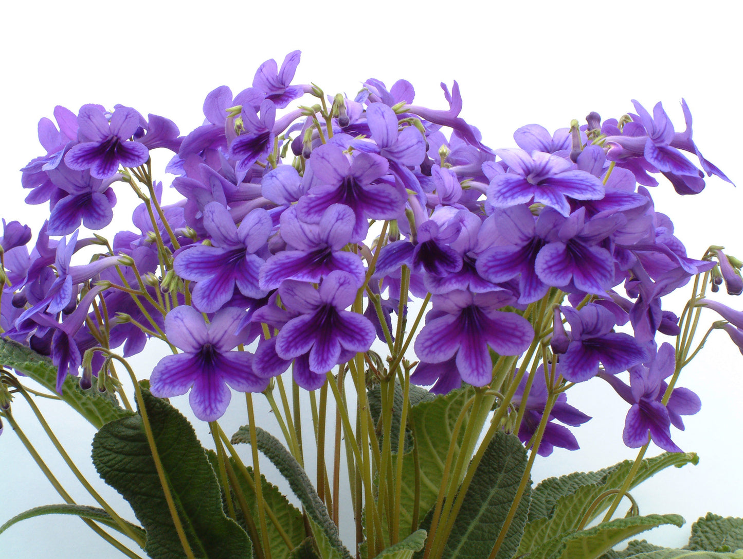 Streptocarpus Carys - Dibleys