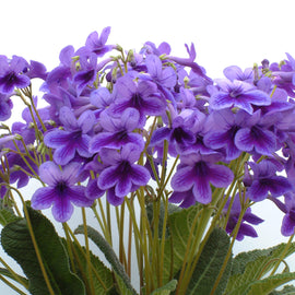 Streptocarpus Carys