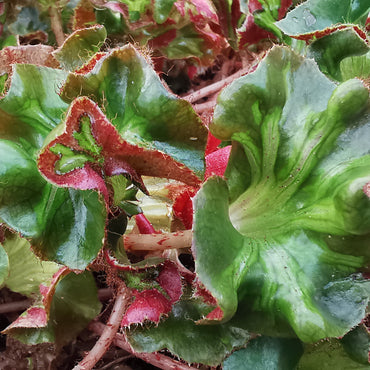 Begonia Cathedral