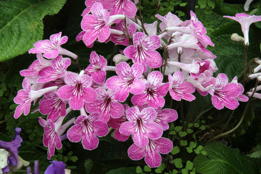 Streptocarpus Celebration - Dibleys