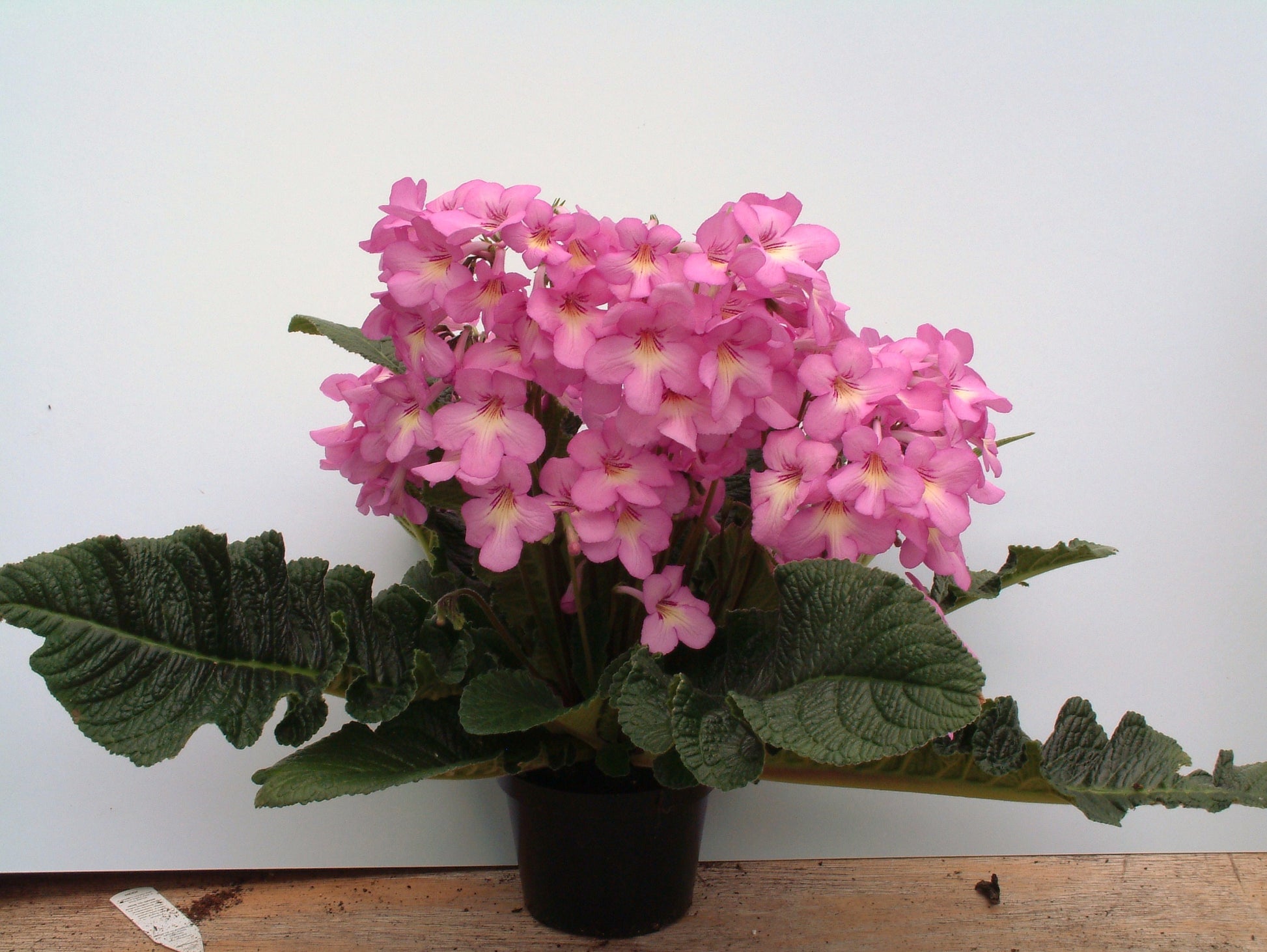 Dragon F1 Streptocarpus Seed - Dibleys