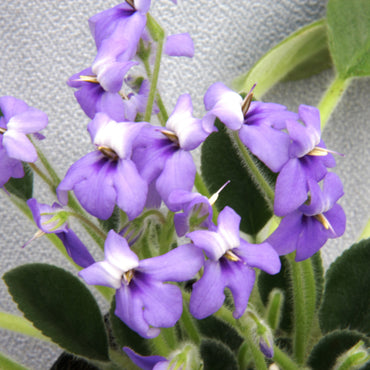 Petrocosmea longianthera  (before: coerulea)