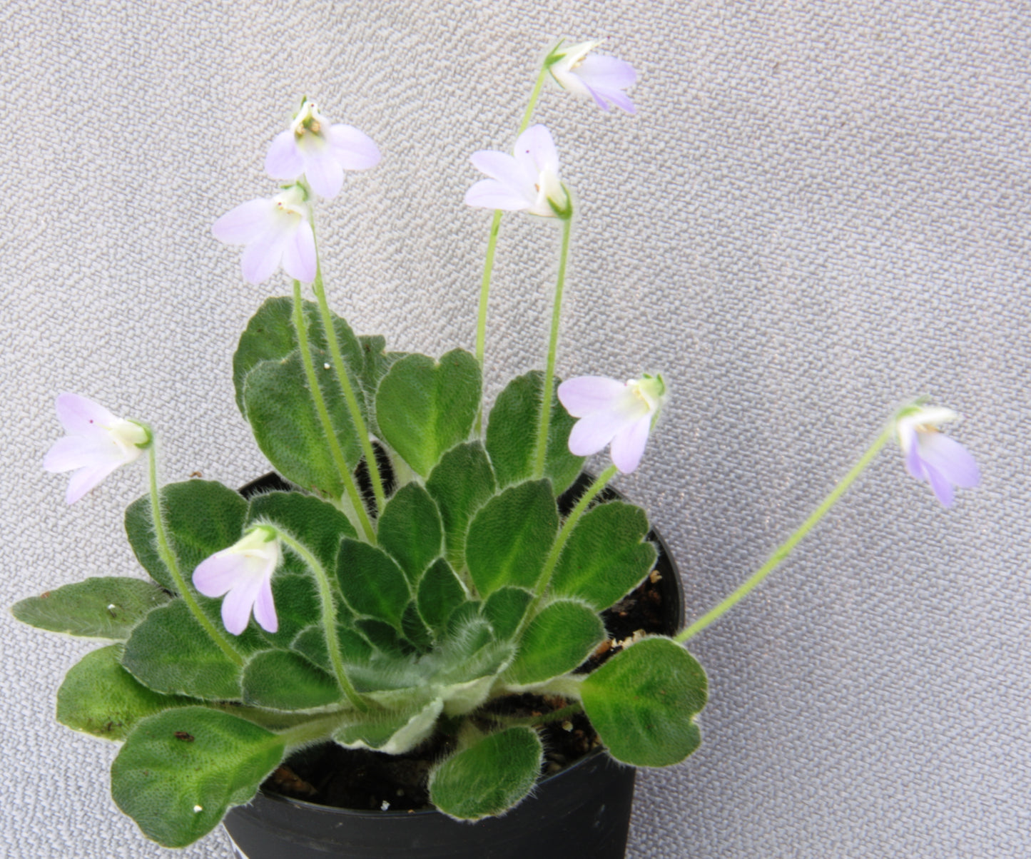 Petrocosmea cryptica 'Whirlpool' x sericea