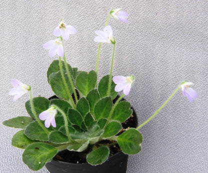 Petrocosmea cryptica 'Whirlpool' x sericea