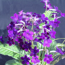 Streptocarpus Crystal Wonder