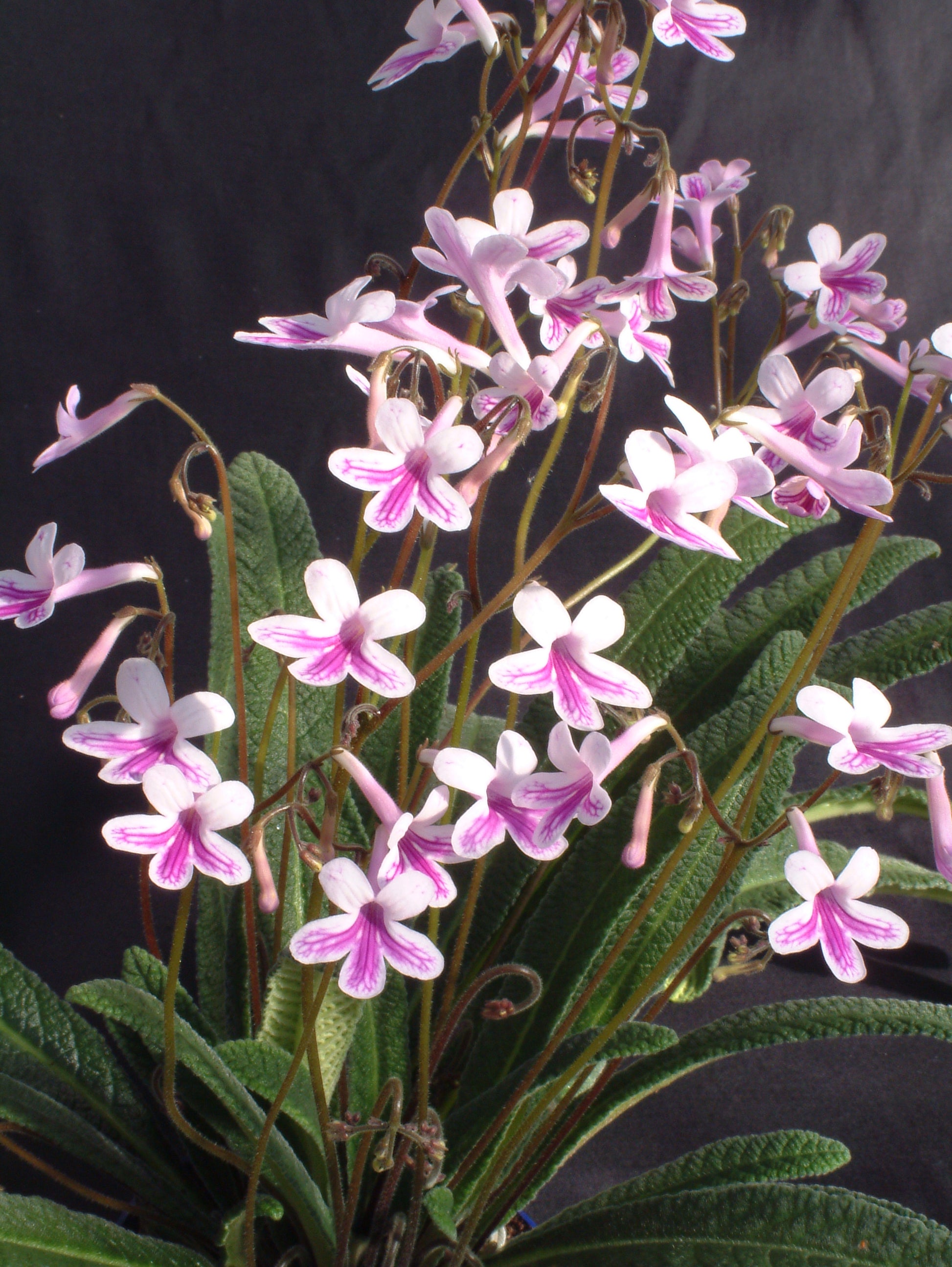 A Collection of Crystal Streptocarpus - Dibleys