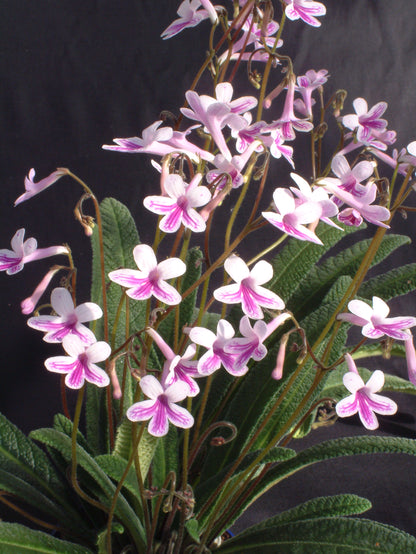 A Collection of Crystal Streptocarpus - Dibleys