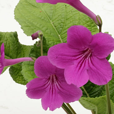 Streptocarpus Cynthia