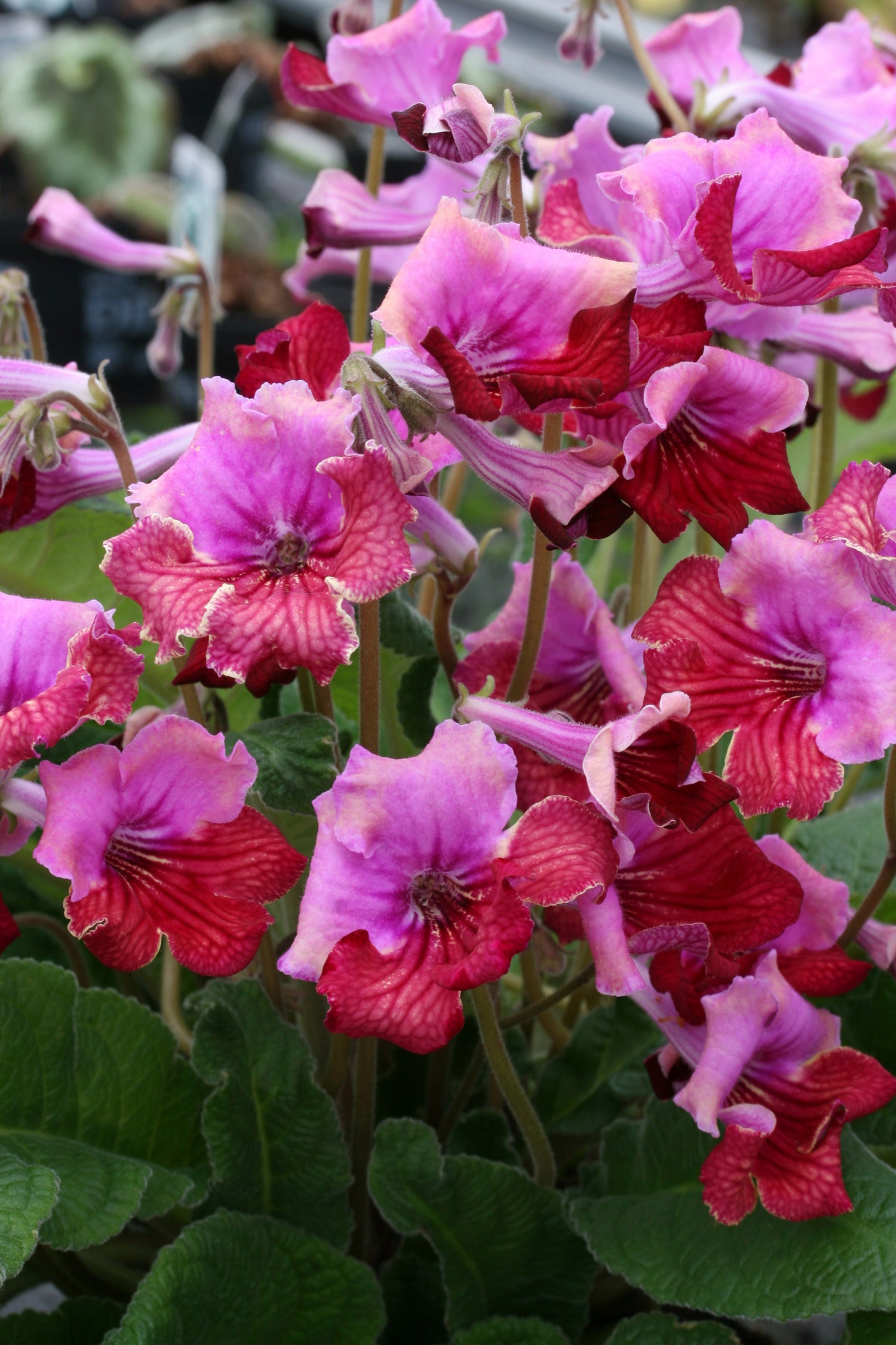 Streptocarpus Fiesta - Dibleys