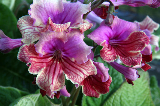 Streptocarpus Fiesta - Dibleys