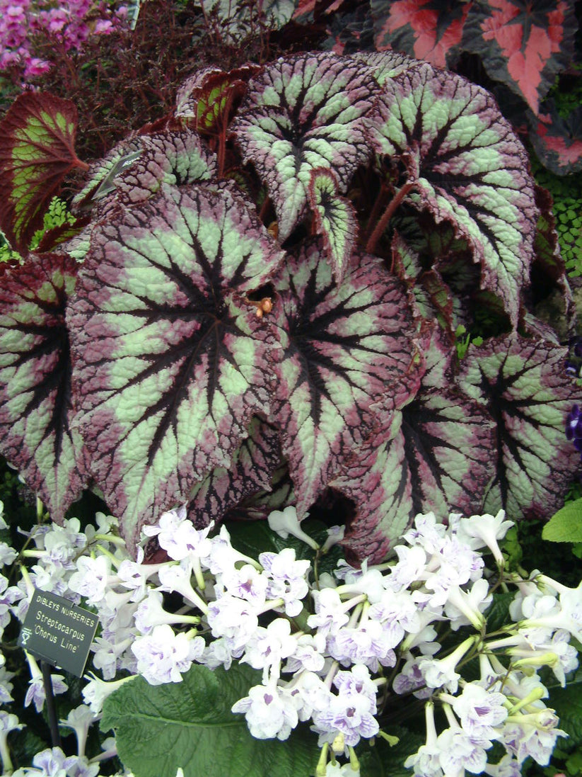 Begonia Fireworks – Dibleys