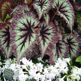 Begonia Fireworks