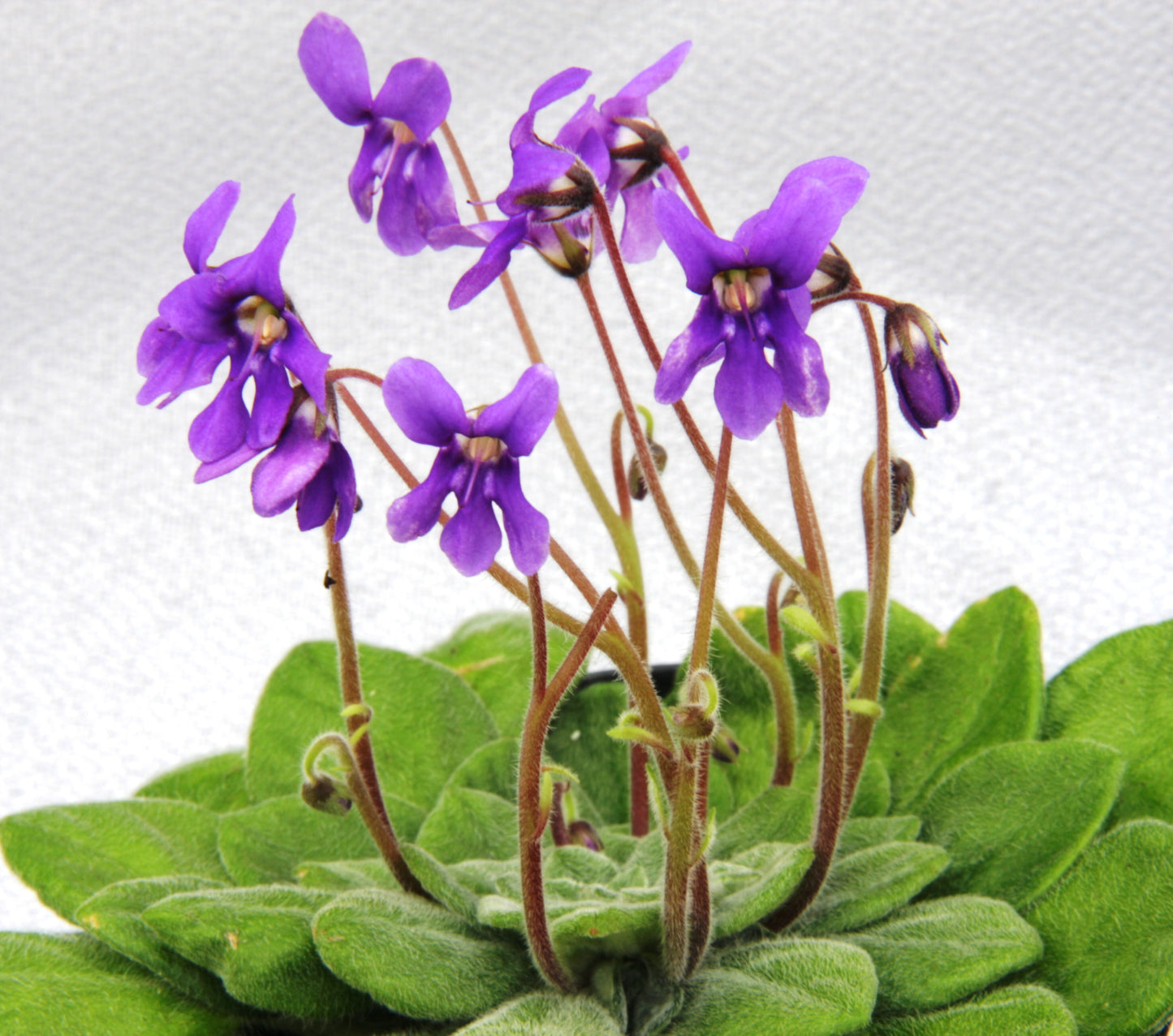 flaccida - Dibleys
