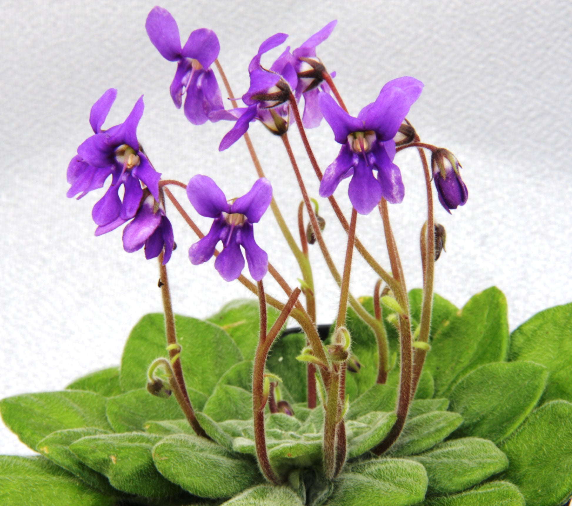 flaccida - Dibleys