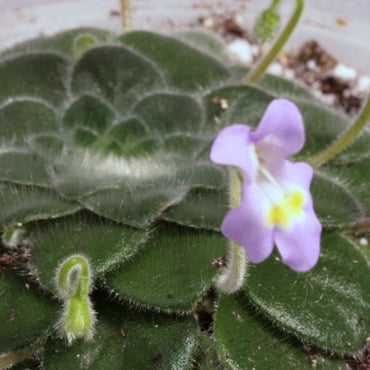 Petrocosmea forrestii