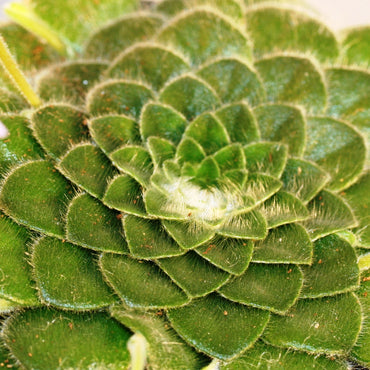 Petrocosmea forrestii