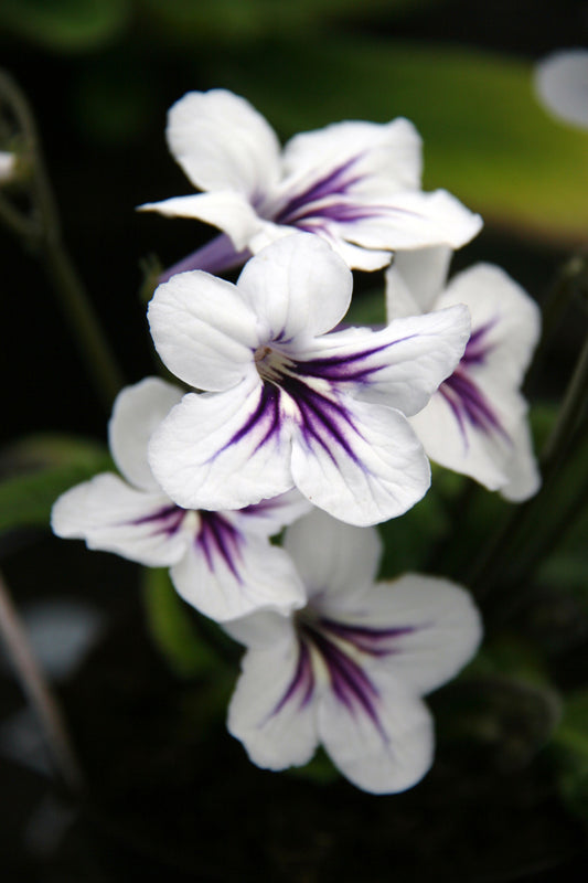 Streptocarpus Freya - Dibleys